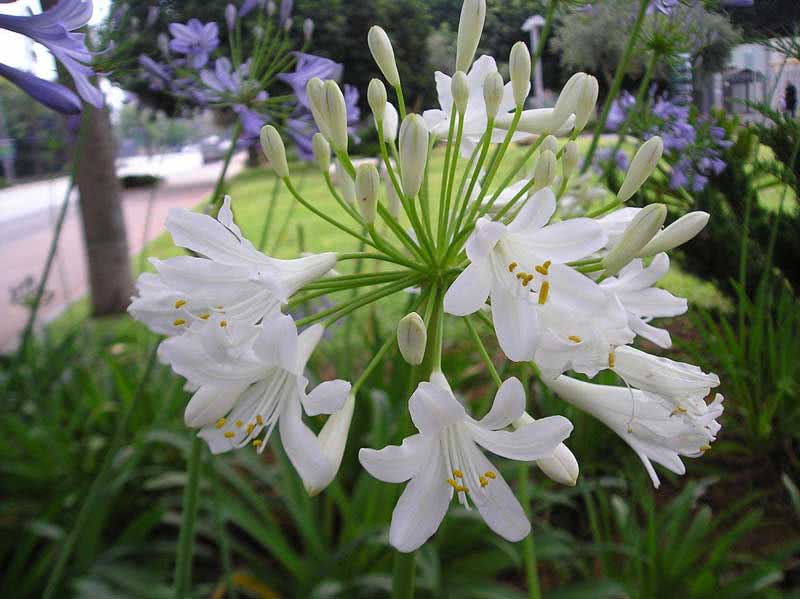 Agapanthus umbellatus / agapanthus umbelífero Agapanthus umbellatus / agapanthus umbelífero