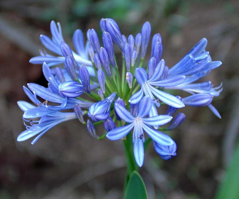 Agapanthus umbellatus / agapanthus umbelífero Agapanthus umbellatus / agapanthus umbelífero
