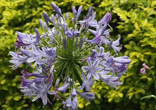 Agapanthus umbellatus / agapanthus umbelífero Agapanthus umbellatus / agapanthus umbelífero