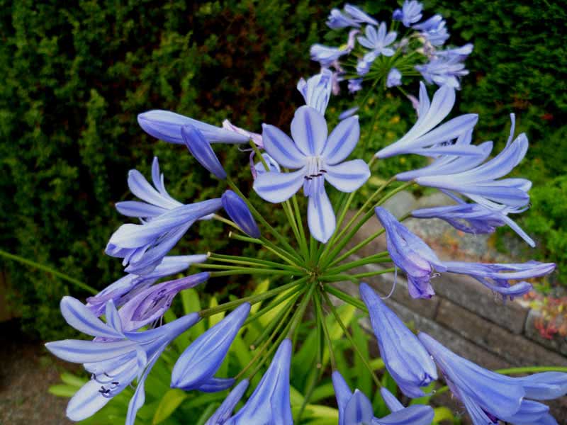 Agapanthus umbellatus / agapanthus umbelífero Agapanthus umbellatus / agapanthus umbelífero