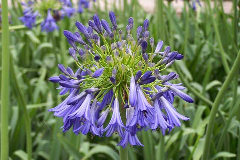 Agapanthus umbellatus / agapanthus umbelífero Agapanthus umbellatus / agapanthus umbelífero