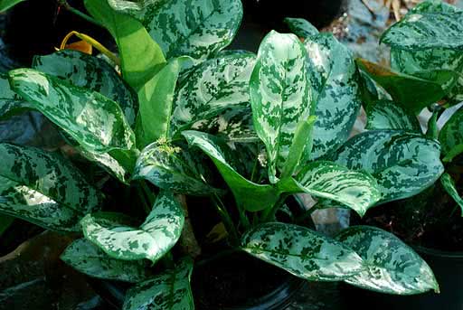 Aglaonema marantifolium / Aglaonema oblongata