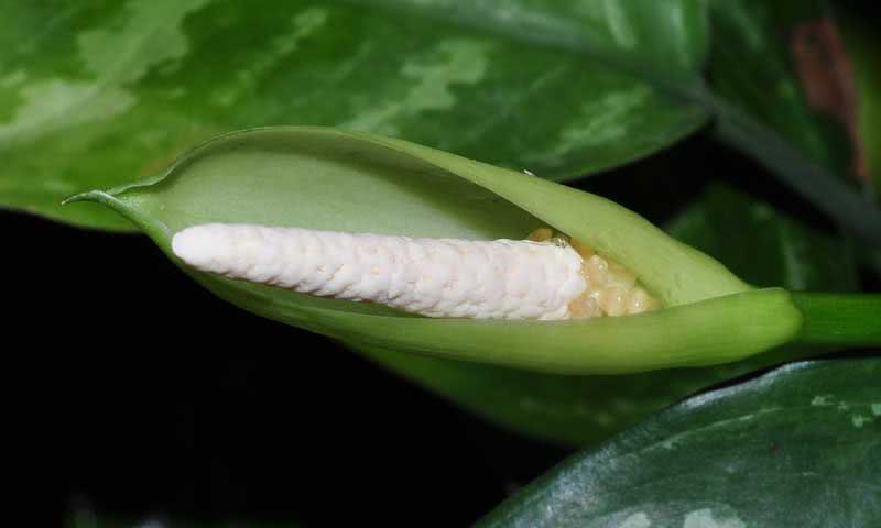 Aglaonema marantifolium / Aglaonema oblongata