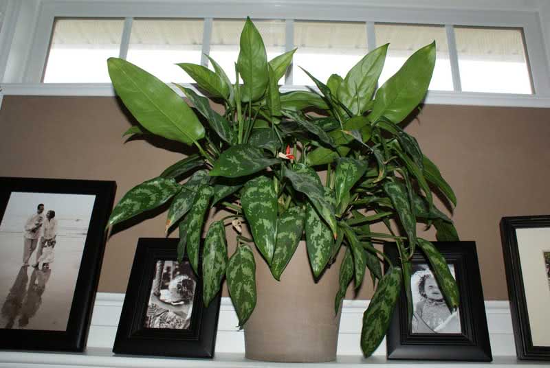Aglaonema modestum / Aglaonema modest Aglaonema modestum / Aglaonema modest