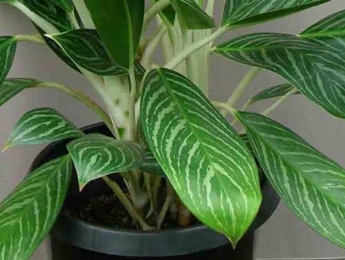 Aglaonema nitidum / Aglaonema cemerlang