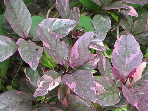 Aglaonema pictum / Aglaonema dicat