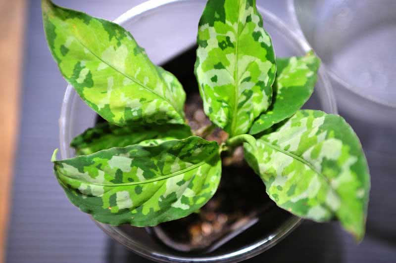 Aglaonema pictum / Aglaonema dicat