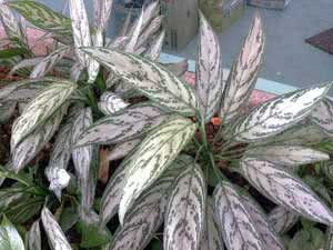 Aglaonema