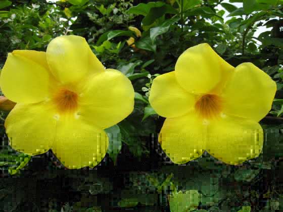 Allamanda cathartica / Allamanda julap