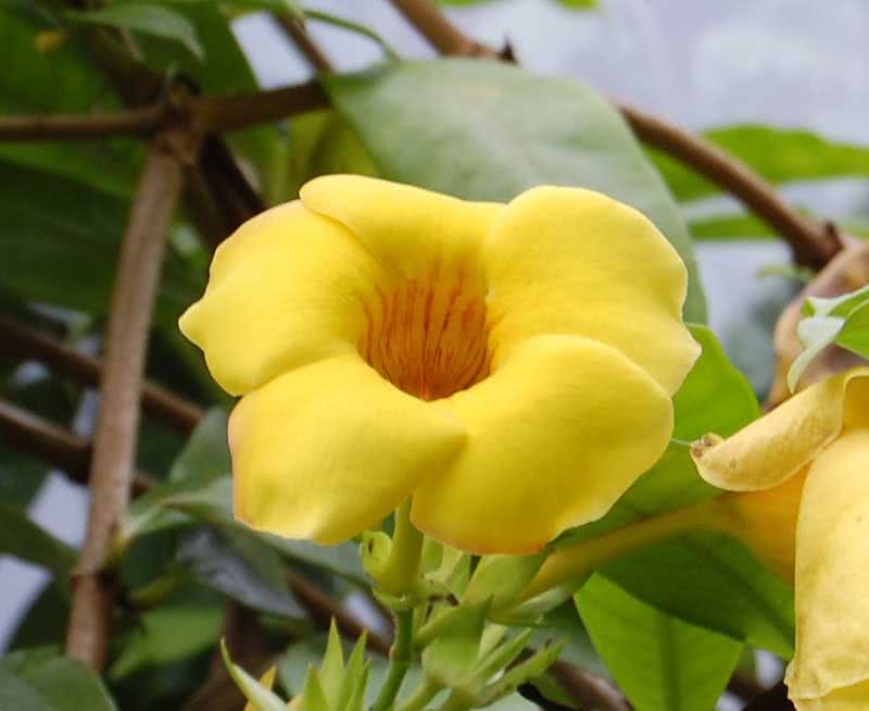Allamanda cathartica / Allamanda julap