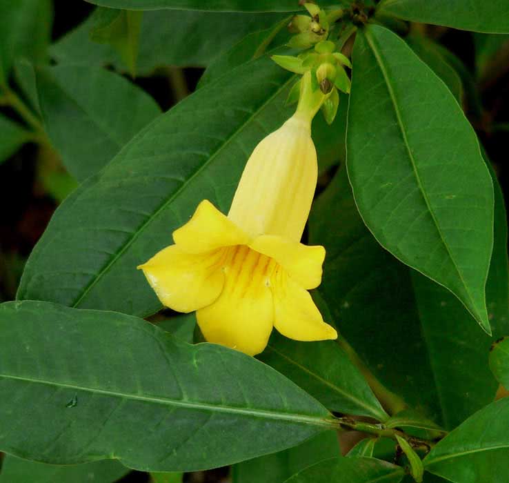 Allamanda neriifolia / allamanda oleandroliferous Allamanda neriifolia / allamanda oleandrolist