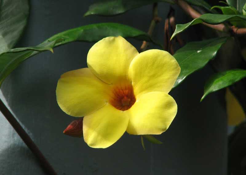 Allamanda neriifolia / allamanda oleandroliferous Allamanda neriifolia / allamanda oleandrolist