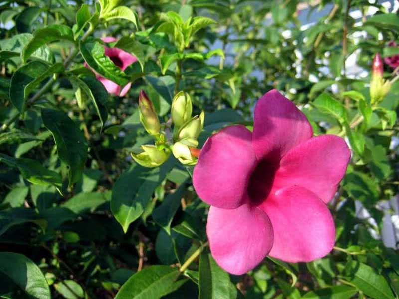 Allamanda violacea / violeta allamanda Allamanda violacea / allamanda roxa