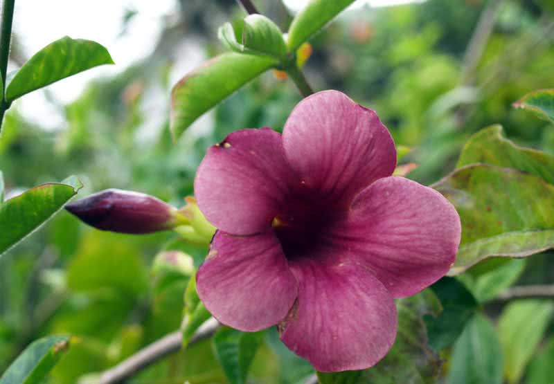 Allamanda violacea / violeta allamanda Allamanda violacea / allamanda roxa