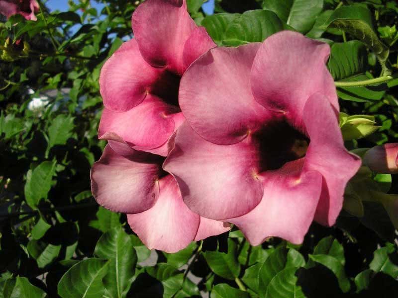 Allamanda violacea / violeta allamanda Allamanda violacea / allamanda roxa