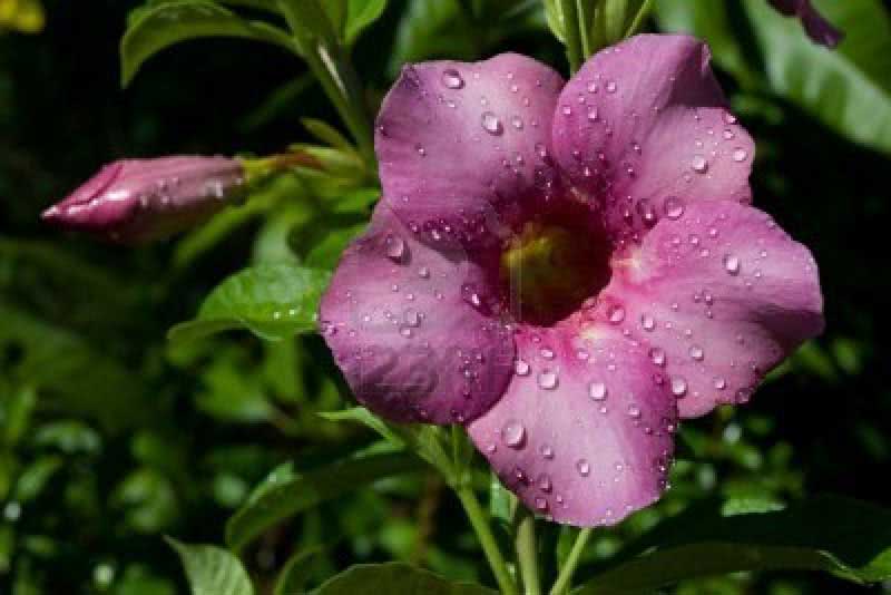 Allamanda violacea / violeta allamanda Allamanda violacea / allamanda roxa