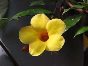 Allamanda