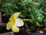 Allamanda
