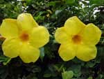 Allamanda