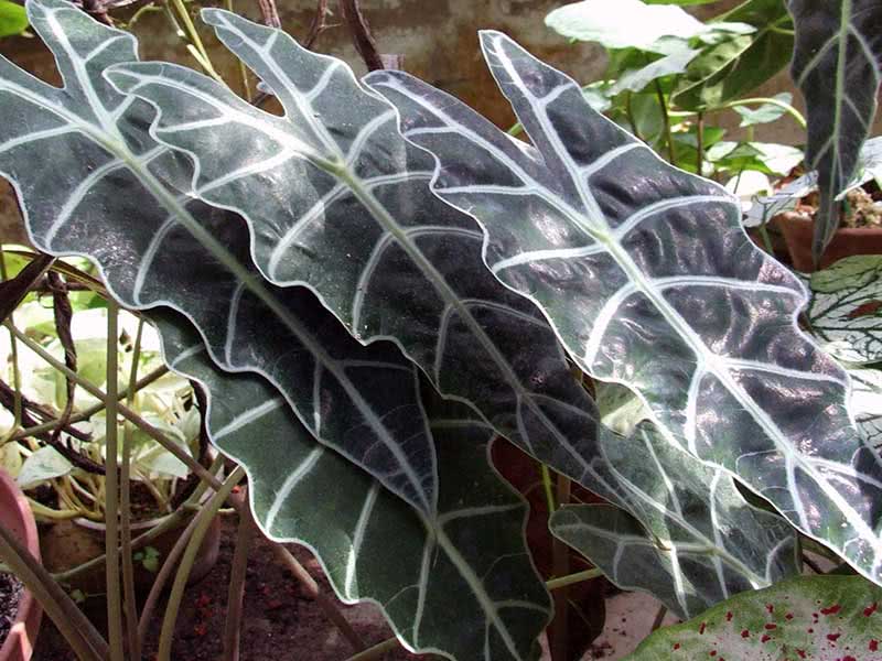 Alocasia amazonica / Alocasia amazonica Alocasia amazonica / alocasia amazon