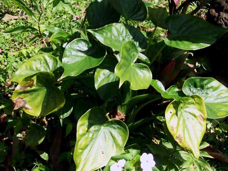 Alocasia cucullata / alocasia napellus Alocasia cucullata / nódulo alocasia