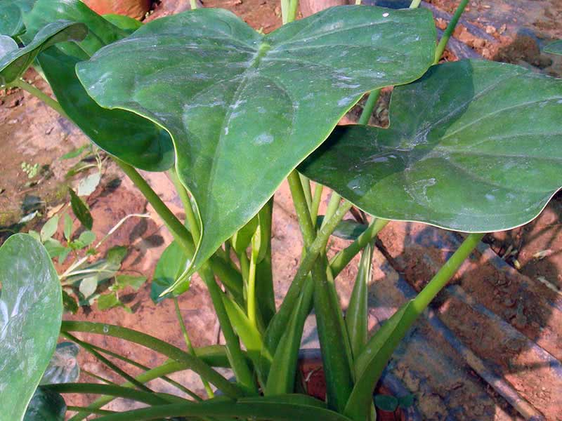 Alocasia cucullata / alocasia napellus Alocasia cucullata / nódulo alocasia
