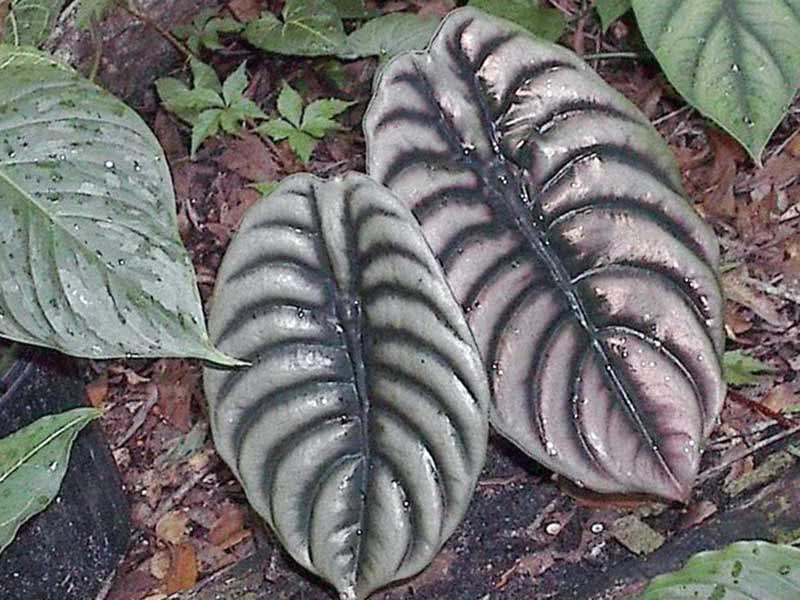 Alocasia cuprea / alocasia vermelho-cobre Alocasia cuprea / alocasia vermelho-cobre