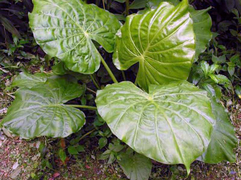 Alocasia indica / alocasia indiana Alocasia indica / alocasia indiana
