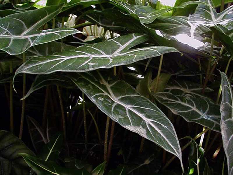 Alocasia lowii / alocasia low Alocasia lowii / alocasia low