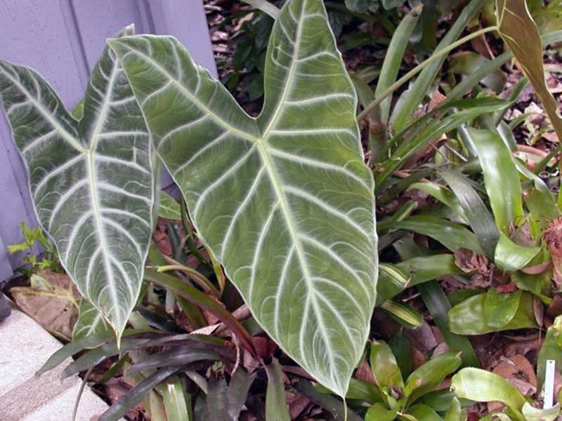 Alocasia lowii / alocasia low Alocasia lowii / alocasia low