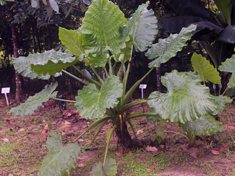 Alocasia macrorrhizos / alocasia de raiz grande Alocasia macrorrhizos / alocasia de raiz grande