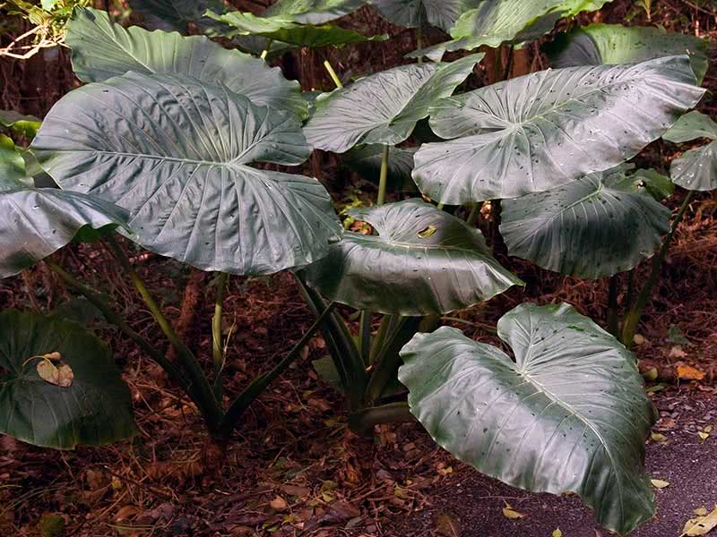 Alocasia odora / alocasia odorosa Alocasia odora / alocasia odorosa