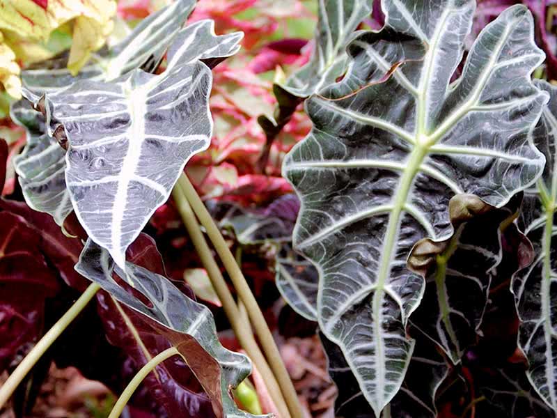 Alocasia sanderiana / Alocasia Sandera Alocasia sanderiana / Alocasia Sandera