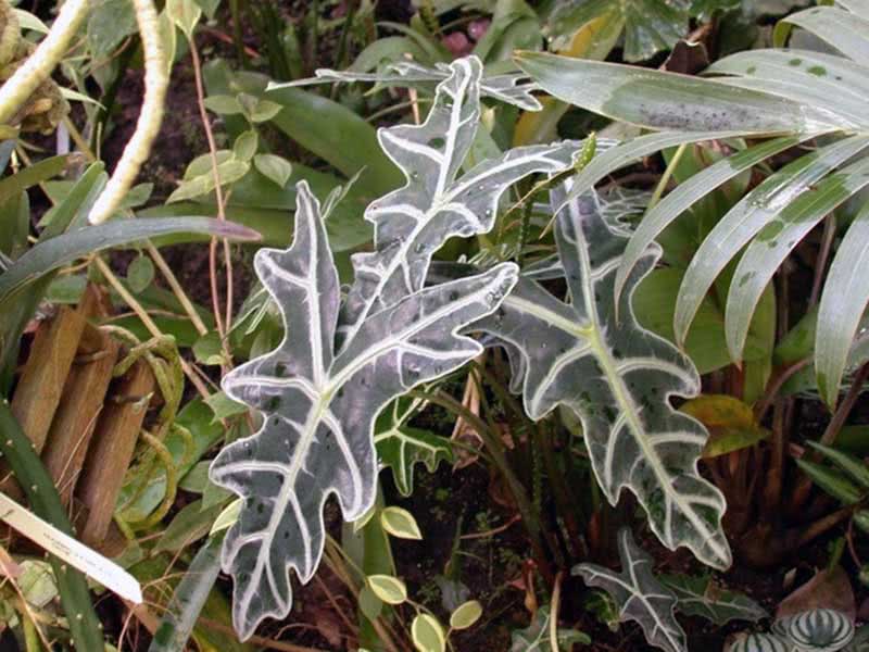 Alocasia sanderiana / Alocasia Sandera Alocasia sanderiana / Alocasia Sandera