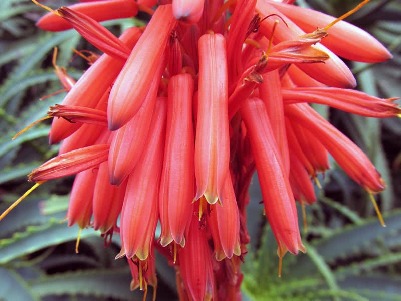 Aloe arborescens / drvo aloe