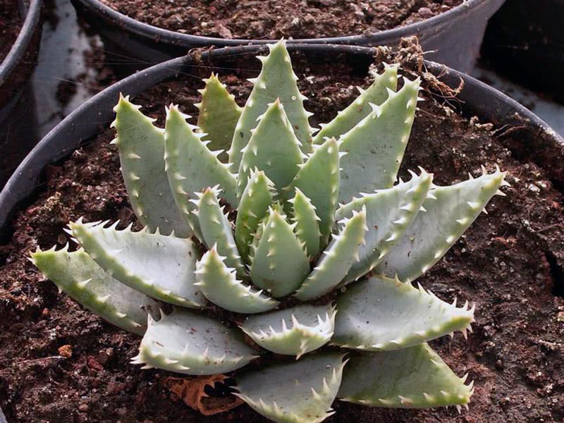 Aloe brevifolia / aloe s kratkim listovima