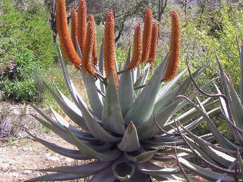 Aloe marlothii / Aloe Marlota