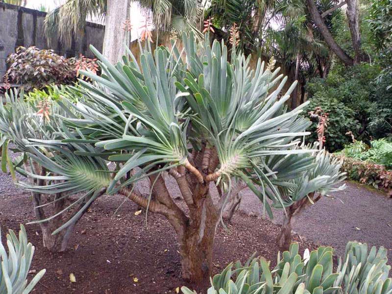 Aloe plicatilis / lepeza aloe