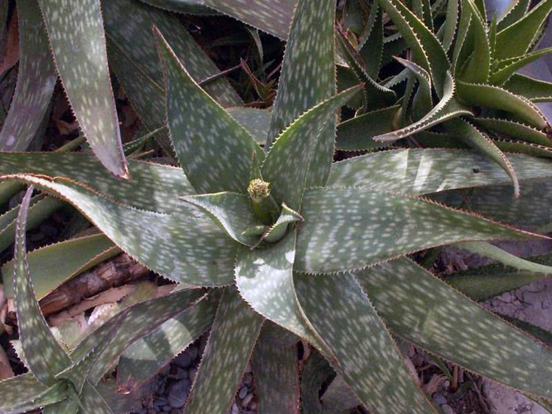 Aloe saponaria / sapunasta aloja (sapunica)