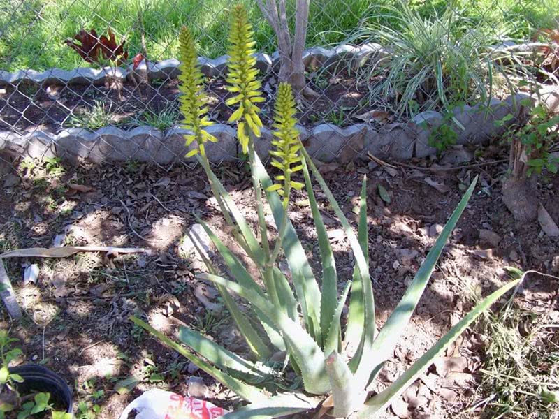 Aloe vera / aloe vera