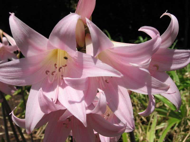 Amaryllis belladonna / amaryllis belladonna (linda) Amaryllis belladonna / amaryllis belladonna (linda)