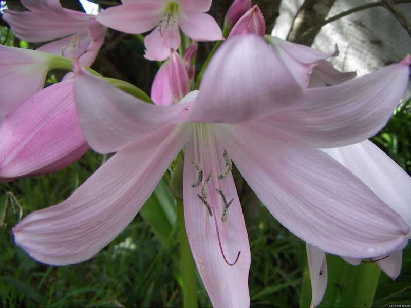 Amaryllis belladonna / amaryllis belladonna (linda) Amaryllis belladonna / amaryllis belladonna (linda)