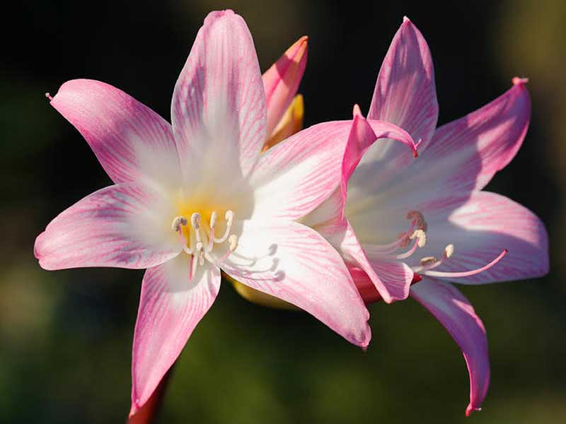Amaryllis belladonna / amaryllis belladonna (linda) Amaryllis belladonna / amaryllis belladonna (linda)