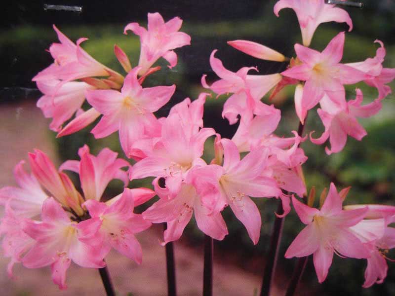 Amaryllis belladonna / amaryllis belladonna (linda) Amaryllis belladonna / amaryllis belladonna (linda)
