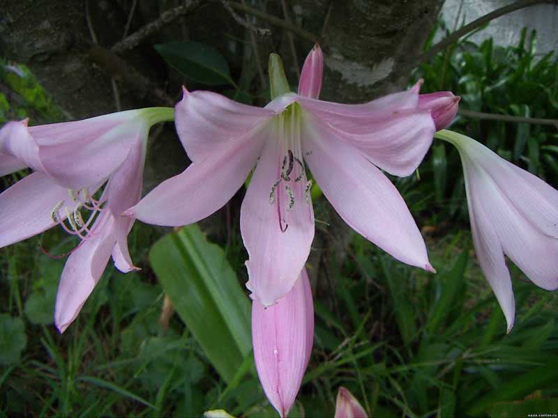 Amaryllis belladonna / amaryllis belladonna (linda) Amaryllis belladonna / amaryllis belladonna (linda)