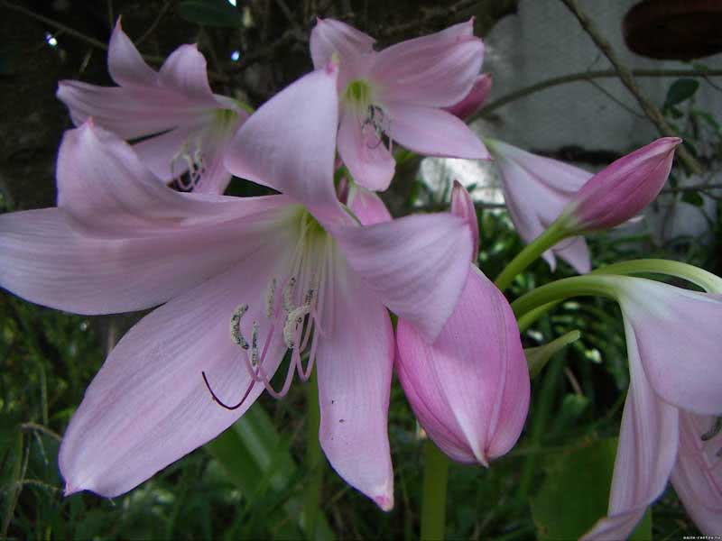 Amaryllis belladonna / amaryllis belladonna (linda) Amaryllis belladonna / amaryllis belladonna (linda)
