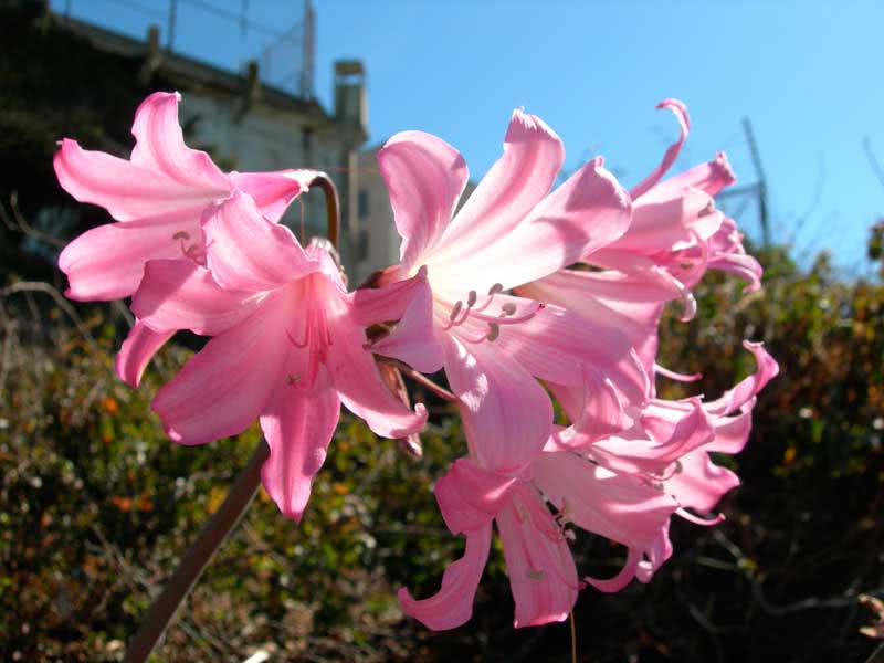 Amaryllis belladonna / amaryllis belladonna (linda) Amaryllis belladonna / amaryllis belladonna (linda)