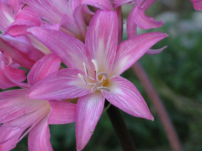 Amaryllis belladonna / amaryllis belladonna (linda) Amaryllis belladonna / amaryllis belladonna (linda)