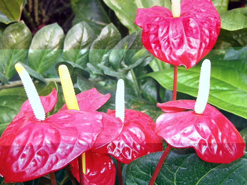 Anthurium andraeanum / Anthurium André