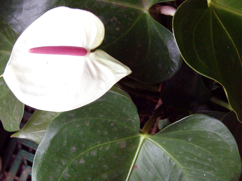 Anthurium andraeanum / Anthurium André